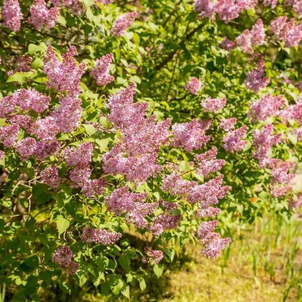 Lilac bushes with clusters of purple flowers are blooming in a garden with green foliage visible in the background.