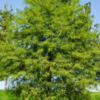 Lush green tree standing tall against a clear blue sky on a sunny day, with dense, vibrant foliage spanning its branches.