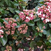 VIBURNUM TINUS ANVI HEDGING SCREENING PLANT WITH GREEN FOLIAGE AND LARGE WHITE FLOWER HEADS