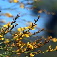 Viminaria 'Native Broom' 6" Pot flowers blooming on thin branches against a blurred blue and green background.