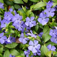 Cluster of Vinca 'Dart's Blue' Periwinkle 6" Pot flowers with purple blooms and green leaves.