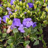 A cluster of small, purple flowers with green, variegated leaves grows from a garden bed in a 6" pot of Vinca 'Elizabeth Cran' Periwinkle 6" Pot (Copy).