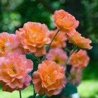 Cluster of vibrant orange roses in full bloom, complemented by a delicate Rose 'Pinkie' (Copy), set against a blurred green background.