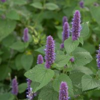 agastache blue boa cottage plant with soft blue purple furry spike flowers