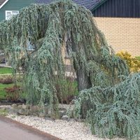 A Cupressus 'Blue Cascade' 12" Pot with drooping branches in a residential garden, featuring a gravel bed and trimmed lawn. cedrus atlantica