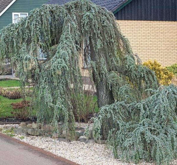 A Cupressus 'Blue Cascade' 12" Pot with drooping branches in a residential garden, featuring a gravel bed and trimmed lawn. cedrus atlantica