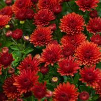 A cluster of vibrant Chrysanthemum 'Double Pink' in full bloom, surrounded by green foliage in a 6" pot. Some flowers are fully open while others are still in bud form, creating a stunning contrast.
