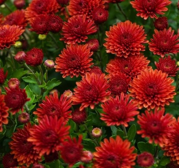 A cluster of vibrant Chrysanthemum 'Double Pink' in full bloom, surrounded by green foliage in a 6" pot. Some flowers are fully open while others are still in bud form, creating a stunning contrast.