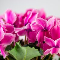 Cyclamen 'Ruffle Mix' 8" Pot features a cluster of vibrant pink flowers with ruffled petals and lush green leaves, shown against a plain light background.