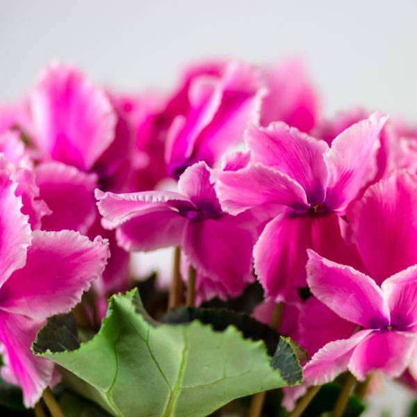 Cyclamen 'Ruffle Mix' 8" Pot features a cluster of vibrant pink flowers with ruffled petals and lush green leaves, shown against a plain light background.