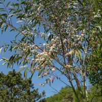 A tree with long, slender leaves and clusters of white flowers stands against a clear blue sky and greenery in the background.