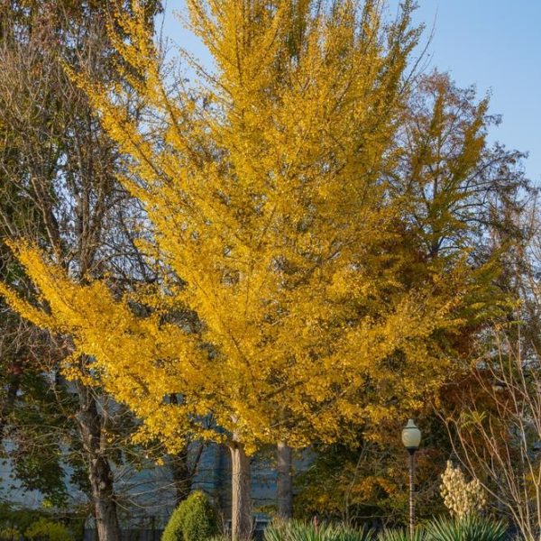 A tall Ginkgo 'Blagon Fanfare' 10" Pot with bright yellow leaves stands in a garden with various green plants and shrubs. A lamppost is visible to the right of the tree. Other trees with some autumn leaves are in the background, creating a picturesque scene akin to Blagon Fanfare.
