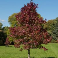 A solitary tree with red and green leaves stands in a grassy field under a clear blue sky, surrounded by a protective wire fence.