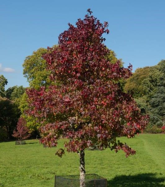 A solitary tree with red and green leaves stands in a grassy field under a clear blue sky, surrounded by a protective wire fence.