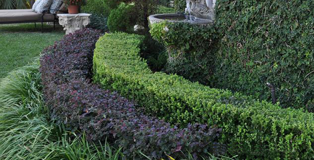 A garden with manicured green and purple hedges, a stone fountain partially covered by ivy, and a stone bench with potted plants featuring some of the top indoor plants in the background. loropetalum hedge