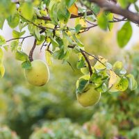 Two green apples hanging from a tree branch, surrounded by green leaves and a Pseudocydonia 'Chinese Quince' 10" Pot in a nearby 10" pot. The background is blurred with more foliage visible.