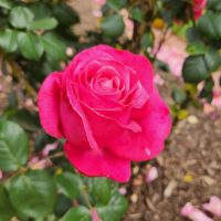 A vibrant pink rose in full bloom, part of a stunning Rose 'Veterans Honour®' Bush Form (Copy), surrounded by green leaves and scattered pink petals on the ground.