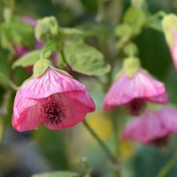 Close-up of pink Abutilon flowers with green leaves in the background. The flowers have a bell-like shape and dark centers.