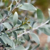 Close-up of a eucalyptus plant branch with elongated, sterling silver-green leaves and small buds, nestled in an Acacia 'Sterling Silver' 6" Pot.