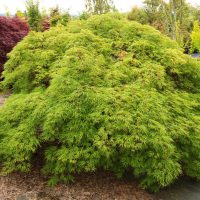 A dense, green shrub with small, feathery leaves is growing in a garden nursery surrounded by other potted plants.