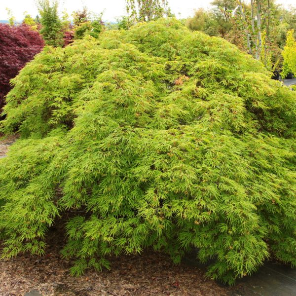 A dense, green shrub with small, feathery leaves is growing in a garden nursery surrounded by other potted plants.