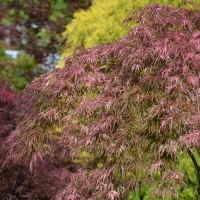 A tree with bright pinkish-red foliage stands in the foreground, with other trees and greenery in the blurred background.
