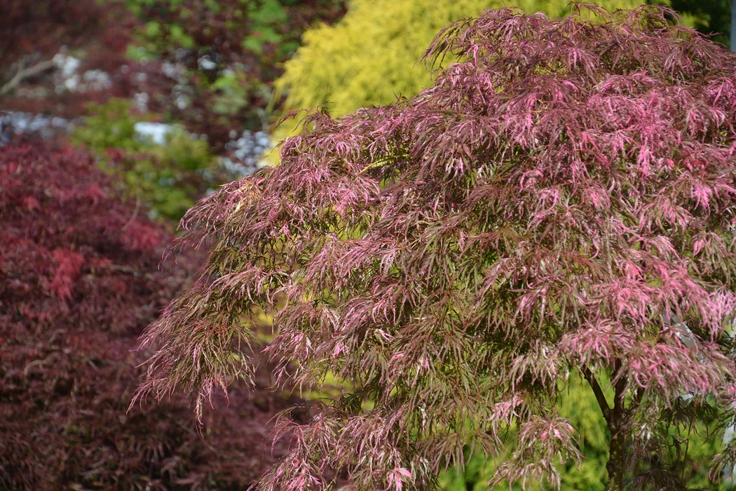 A tree with bright pinkish-red foliage stands in the foreground, with other trees and greenery in the blurred background.