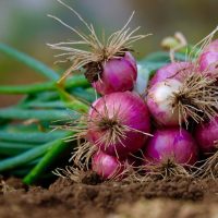 A bundle of freshly harvested red onions and Allium 'Brown Onion' 4" Pot (Copy) with roots and green stems rests on the soil.