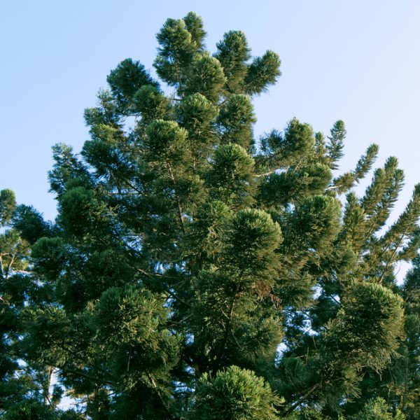 Close-up view of the top of a lush, green evergreen tree against a clear blue sky.
