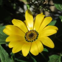 A vibrant yellow Arctotis daisy flower in close-up with green leaves in the background, perfect for planting in an Arctotis 'Blood Red' 6" Pot (Copy).