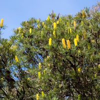 A tree branches out with green foliage and numerous bright yellow Banksia attenuata 'Candlestick Banksia' 6" Pot flowers, set against a clear blue sky.