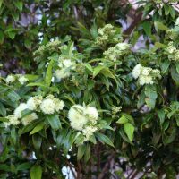 A Backhousia 'Lemon Scented Myrtle' (Copy) with glossy green leaves and clusters of small white flowers, surrounded by foliage.