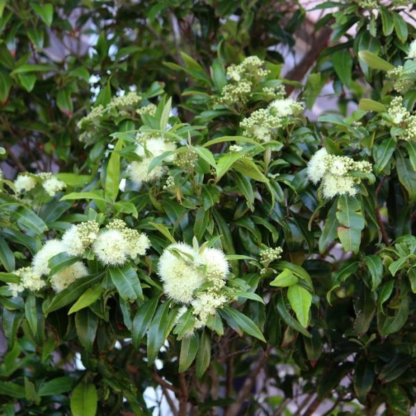 A Backhousia 'Lemon Scented Myrtle' (Copy) with glossy green leaves and clusters of small white flowers, surrounded by foliage.