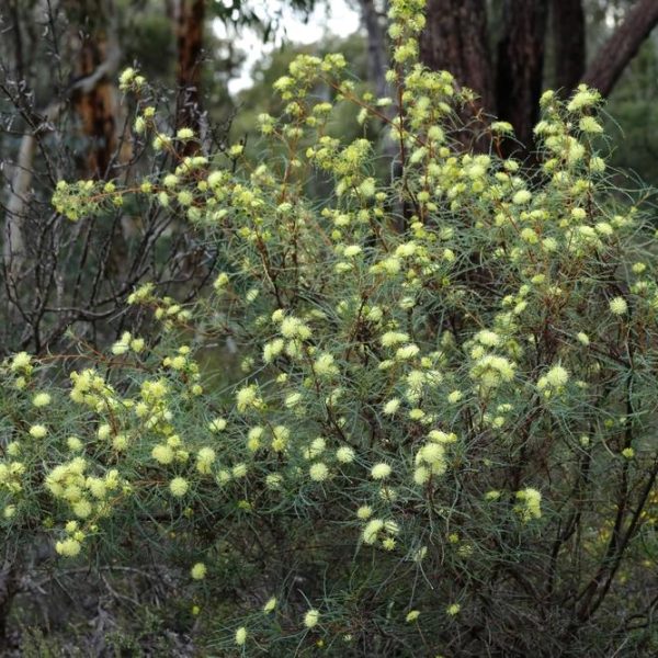 A Banksia 'Many Headed Dryandra' 6" Pot, with clusters of small yellow flowers, thrives in a woodland environment adorned with various trees and greenery.