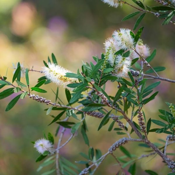 Close-up of a flowering Callistemon 'Icy Burst™' Bottlebrush (Copy) plant with elongated green leaves and round, spiky white flowers. The background is blurred with shades of green and purple, creating an icy burst of colors.