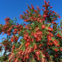 A bottlebrush tree with vibrant red flowers against a clear blue sky.