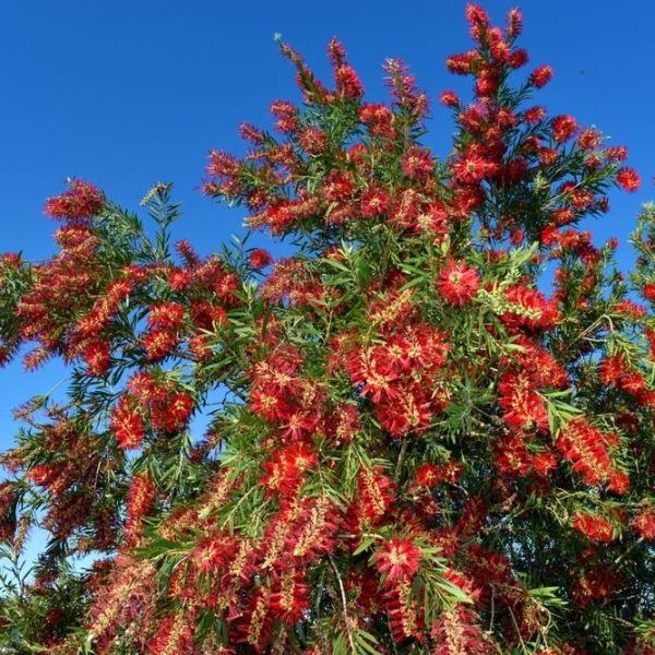 A bottlebrush tree with vibrant red flowers against a clear blue sky.