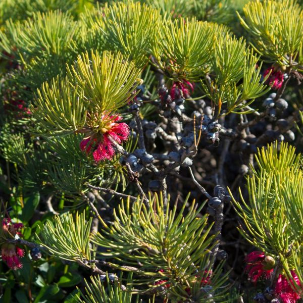 A close-up of a Calothamnus 'Granite Claw Flower' 6" Pot with dense green needle-like leaves, small pink-red flowers, and clusters of dark berries, perfect for planting in a 6" pot.