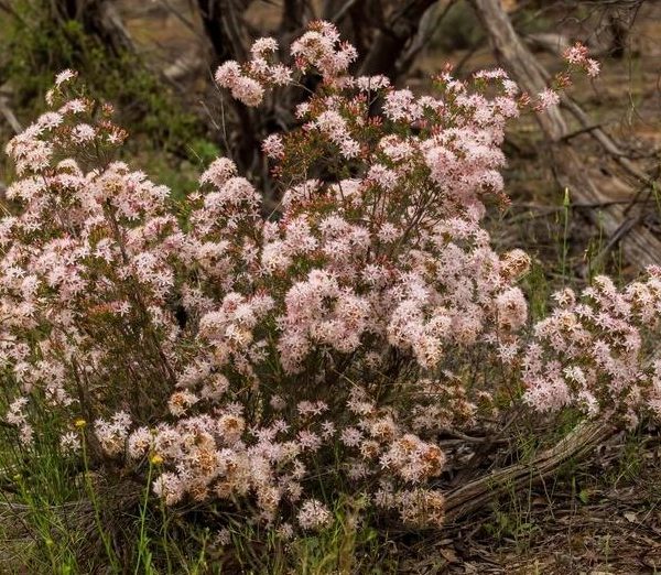 A bush with numerous small, pale pink flowers, known as Calytrix 'Snow Myrtle' 6" Pot, thrives in a natural, forested area with scattered tree branches and green grass.