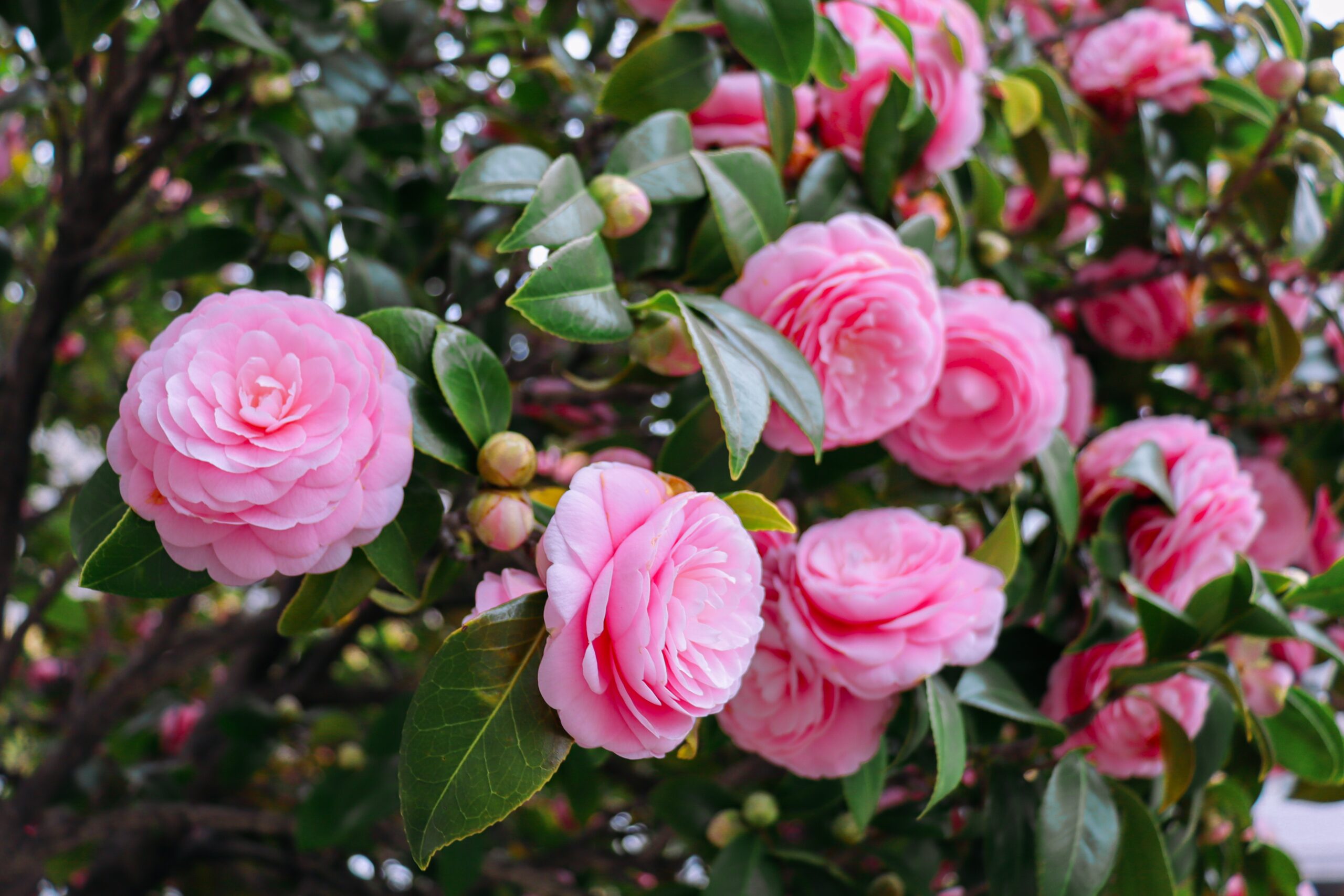 Pink camellia flowers in full bloom with green leaves, seen on a lush bush in a winter garden.