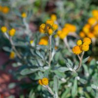 Close-up of a Chrysocephalum 'Silver Sunburst' 6" Pot (Copy) cluster with small, round, yellow blooms and silvery-green leaves. The background consists of more similar plants and out-of-focus greenery.