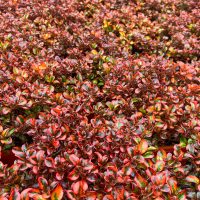 A dense group of red and green variegated succulent plants fills the frame.