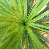 Close-up view of a Cordyline 'Kasper Green' 6" Pot plant with long, narrow leaves radiating from a central point, forming a spiral-like pattern.