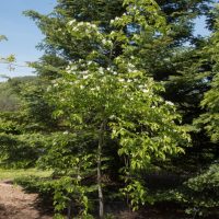 A young, flowering tree with white blossoms stands in a landscaped garden area, surrounded by larger, evergreen trees in the background. A mesh fence encircles the base of the tree.