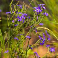 Close-up of a Dampiera 'Cobalt Mound' 6" Pot (Copy) with slender green stems and small, vibrant purple flowers, growing outdoors among grasses and other foliage.