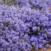 A dense cluster of vibrant purple Dampiera wildflowers, also known as Kangaroo Lobelia, grows low to the ground in an outdoor setting, flourishing beautifully in a Dampiera 'Kangaroo Lobelia' 6" Pot.