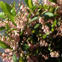 A bush with clusters of small, bell-shaped pink flowers and green leaves against a gray background.
