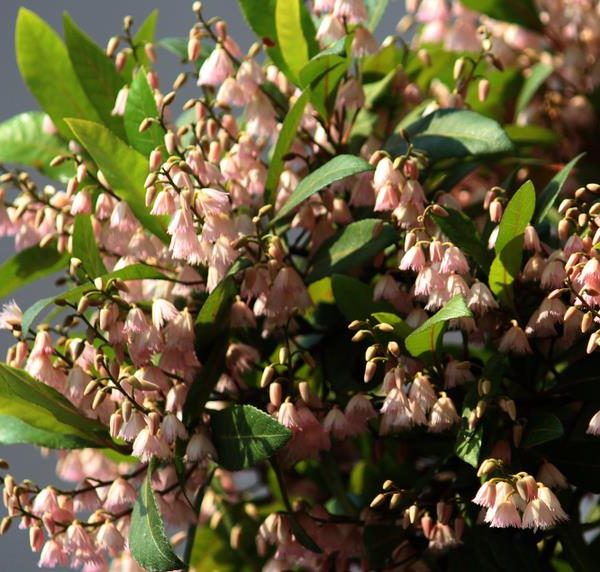 A bush with clusters of small, bell-shaped pink flowers and green leaves against a gray background.