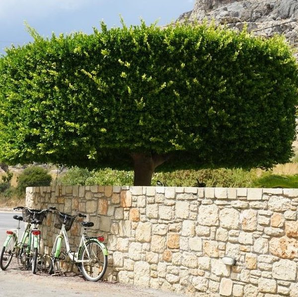 Two green bicycles are parked against a stone wall in front of a large, well-trimmed Ficus nitida 'Chinese Banyan' 16" Pot with a dense, square-shaped canopy. Ficus microcarpa var. nitida chinese banyan tree