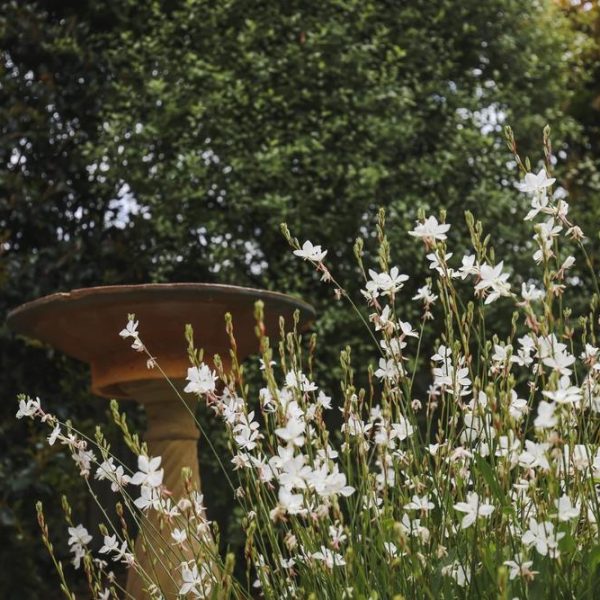 A birdbath stands amid lush green foliage and blooming white flowers, surrounded by the graceful charm of a Gaura Belleza 'White' Butterfly Bush 4" Pot.